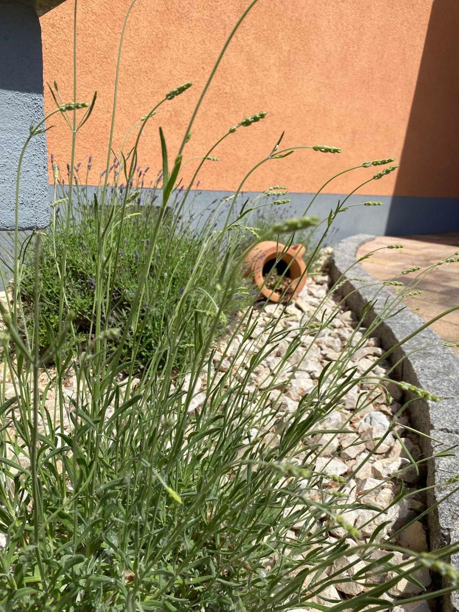 Ferienwohnung Im Sand Herbolzheim Exterior foto